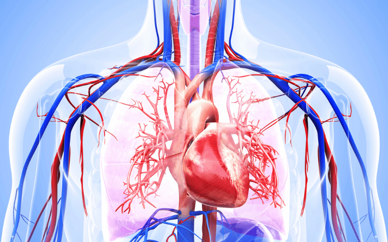 The Cardiovascular Conundrum Heart and Vessel Concerns in Sjögren's