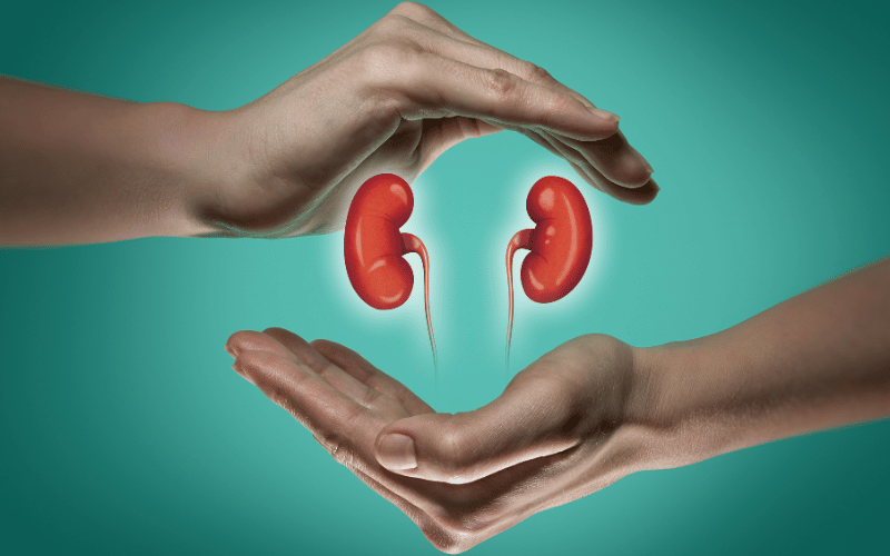 The Role of Kidneys The Unsung Heroes of Filtration