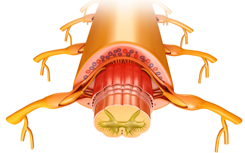 The Spinal Connection Transverse Myelitis in NMOSD