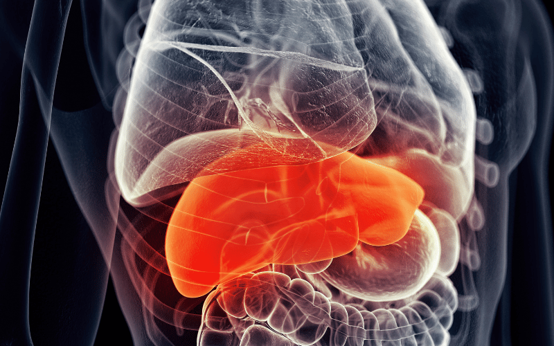 Swollen Liver An Organ's Response to Epstein-Barr Virus