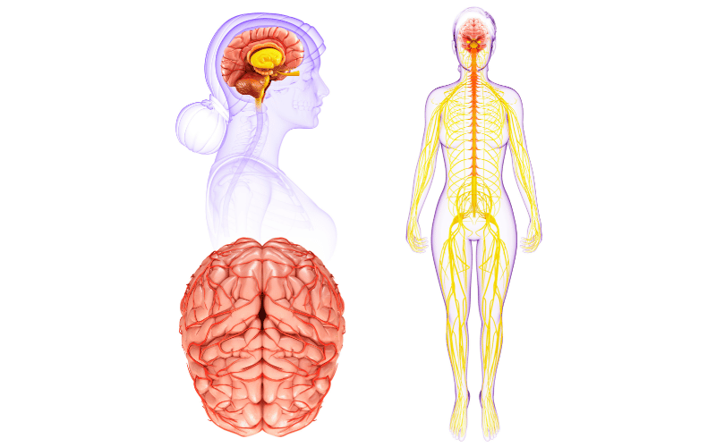 Nerve-related Symptoms The Body's Misfiring Signals