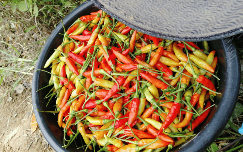 A Pinch of Spice The Wonders of Cayenne Pepper