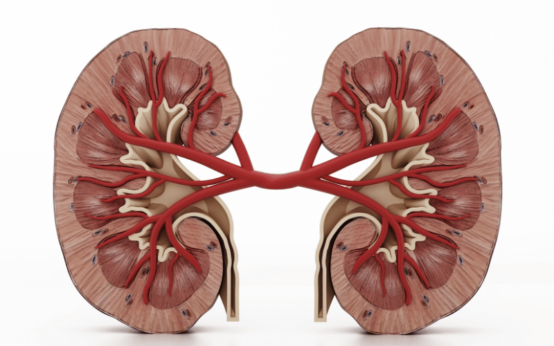 Kidney Issues The Unforeseen Consequences of Calcium Chaos