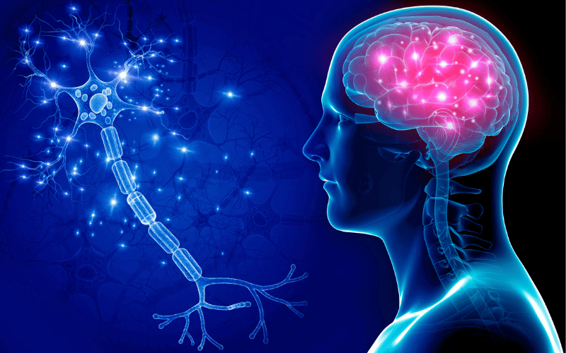 Central Nervous System and Scarring