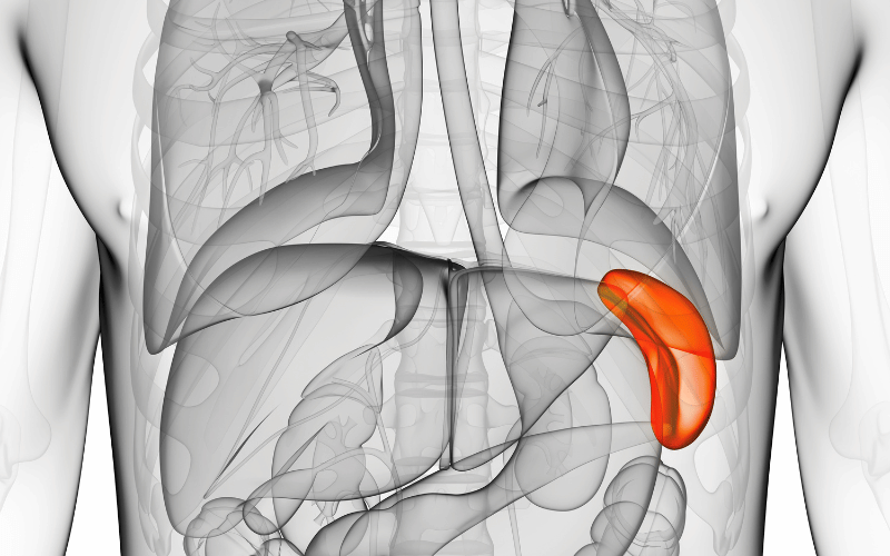 Enlarged Spleen (Splenomegaly)