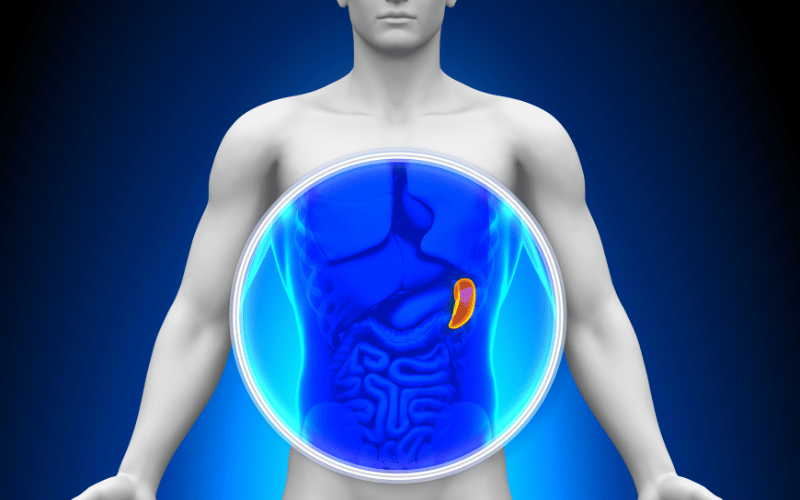 Enlarged Spleen (Splenomegaly)