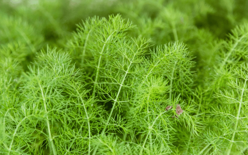 Fennel - Nature's Digestive Powerhouse