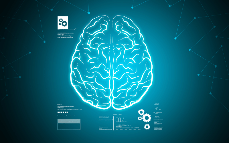 Structural Brain Differences