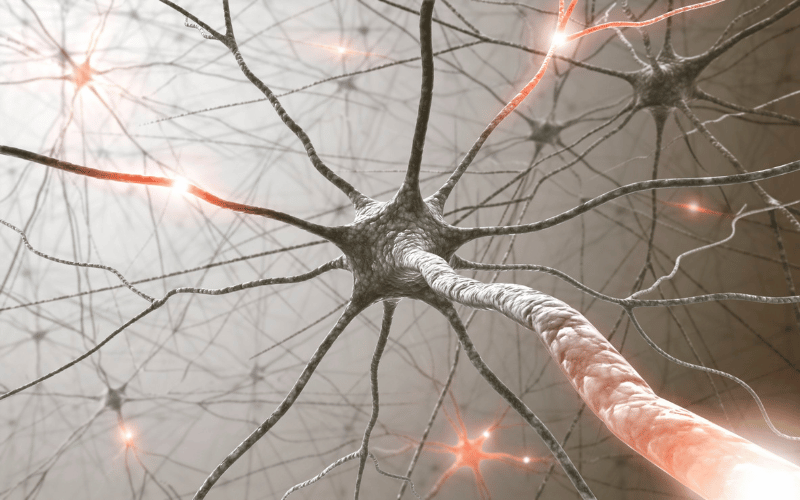 The Connection with Nerve Insulation - The Role of Myelin Sheath in CMT