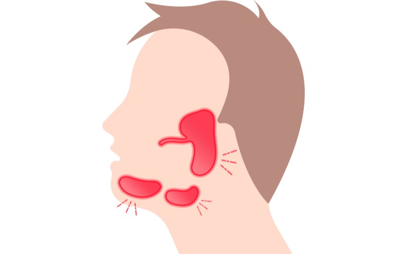 Anatomy of the Parotid Gland The Crucial Starting Point