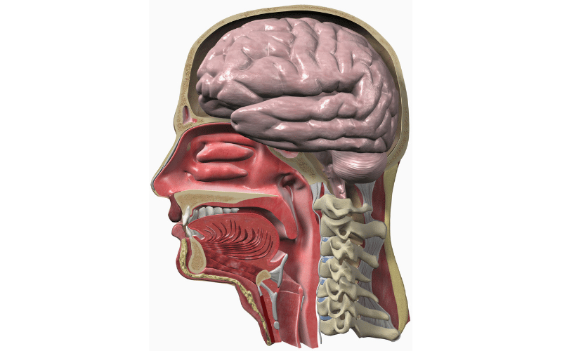 The Nasopharynx A Hidden Epicenter