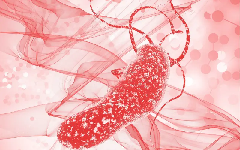 The Role of Helicobacter Pylori The Bacterial Instigator