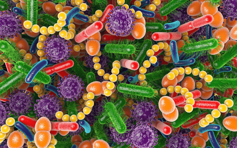 Gut Microbiome The Ecosystem Within You