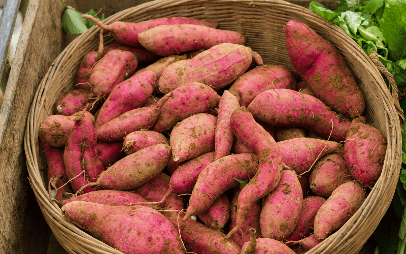 Sweet Potatoes The Vibrant Tubers with Healing Touch