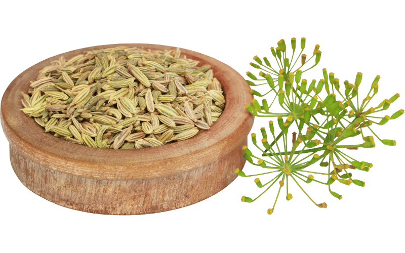 Fennel Seeds Small Crunches that Calm Culinary Conflicts