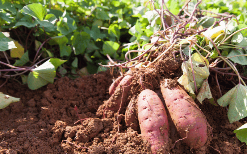 Sweet Potatoes The Root to a Soothing Gut Experience