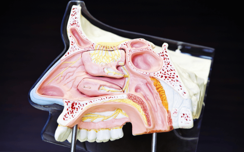 The Role of Anatomy in Snoring More Than Meets the Eye