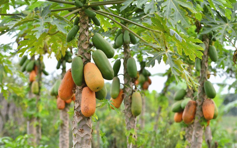 Papaya The Tropical Treasure Tackling Tough Digestion