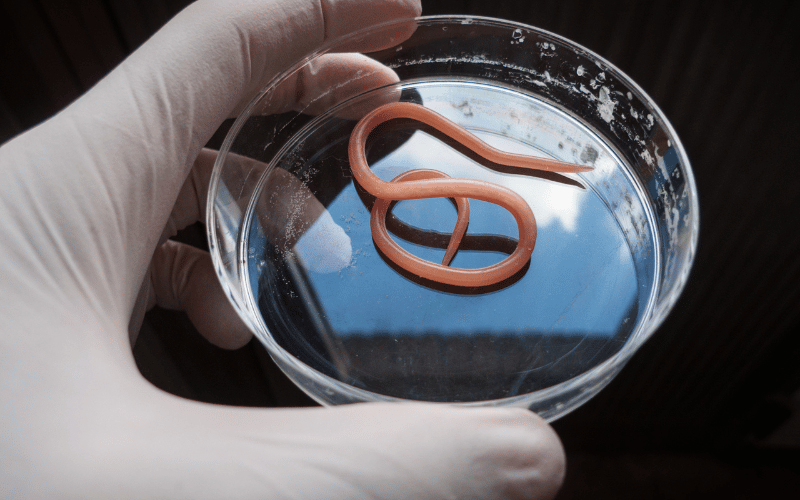 The Parasitic Plot Enteric Protozoa and Worms