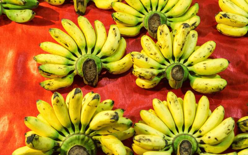 Bananas The Go-To Snack for a Balanced Gut