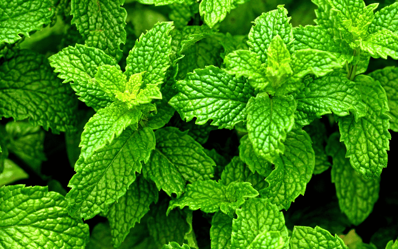 Peppermint The Cool Combatant Calming Chaotic Digestion