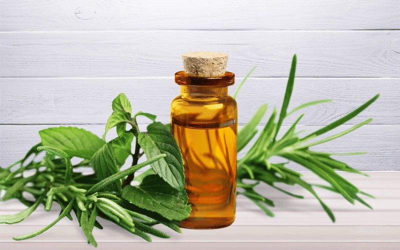 Tea Tree Oil The Fragrant Foe of Fungi