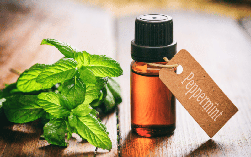 Peppermint Oil The Soothing Sensation