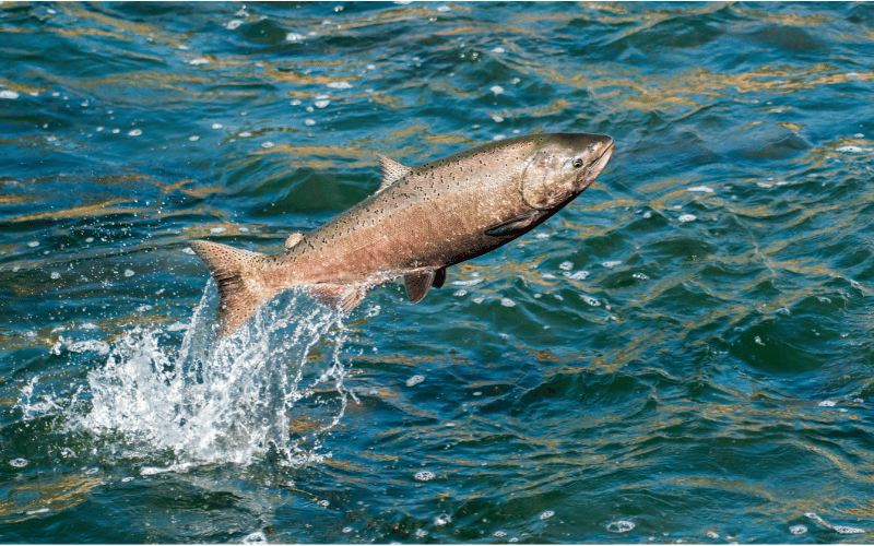 Salmon The Ocean's Gift for Anti-Inflammation