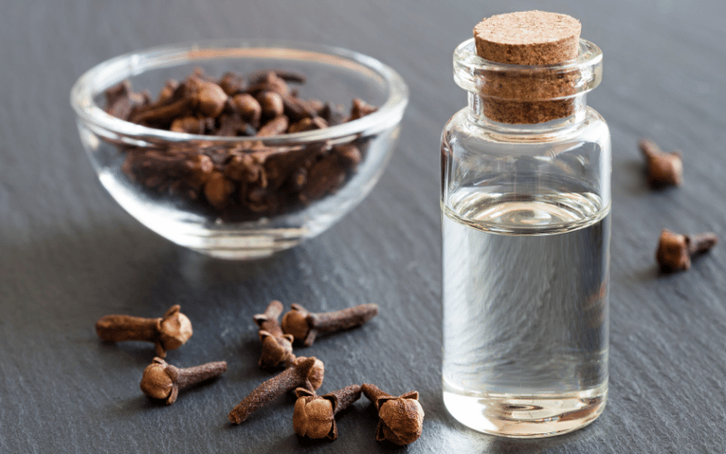 Clove Oil The Essence of Oral Relief