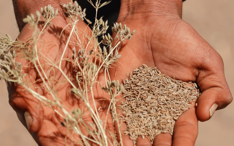 Cumin The Ancient Digestive Aid