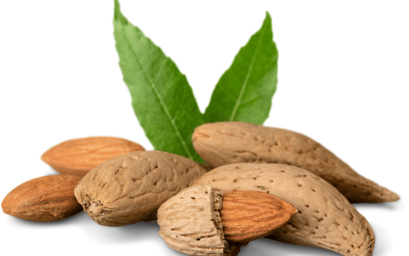 Almonds The Crunchy Storehouse of Nutrition