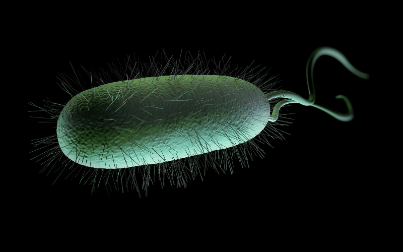 Bacterial Invasions - The Role of H. pylori