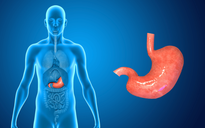 The World of Gastric Cancer Subtypes