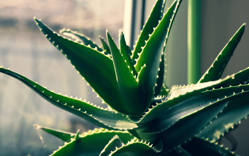 Aloe Vera The Soothing Balm for Geographic Tongue