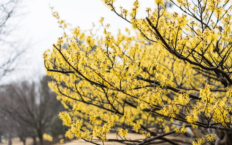 Witch Hazel Nature’s Answer to Relieving Itch