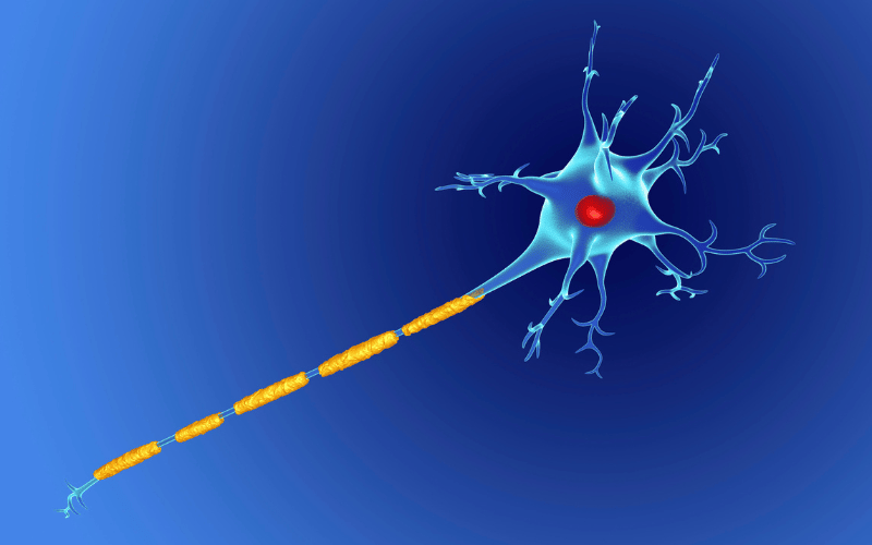 Nerve Territory Following the Pathways of Pain