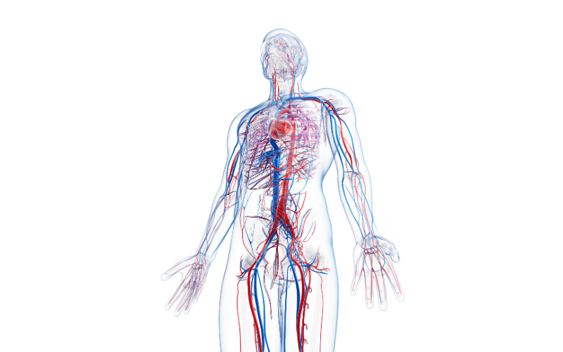 Vascular EDS The Challenge Within the Challenge