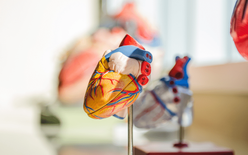 The Heart of the Matter Cardiovascular Implications