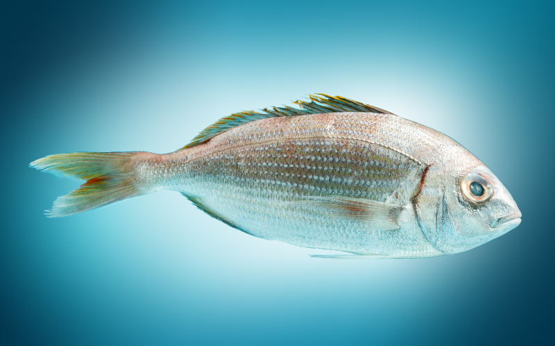 Fish A Dive into Omega-3s and Lean Proteins