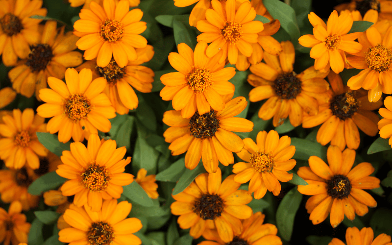 Calendula The Blooming Healer