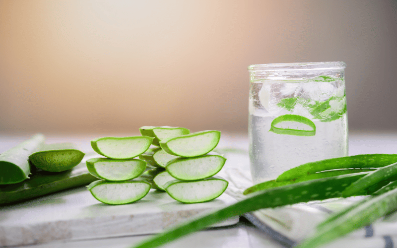 Aloe Vera The Plant of Immortality for Gut Comfort