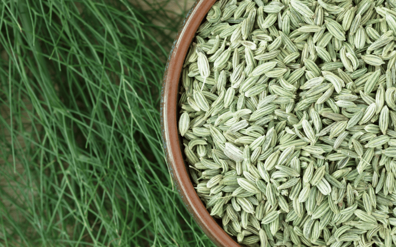 Fennel Seeds Tiny Treasures for Gut Comfort