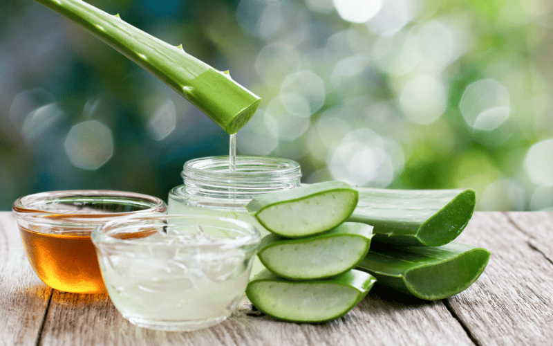 Aloe Vera – Nature’s Soothing, Healing Gel