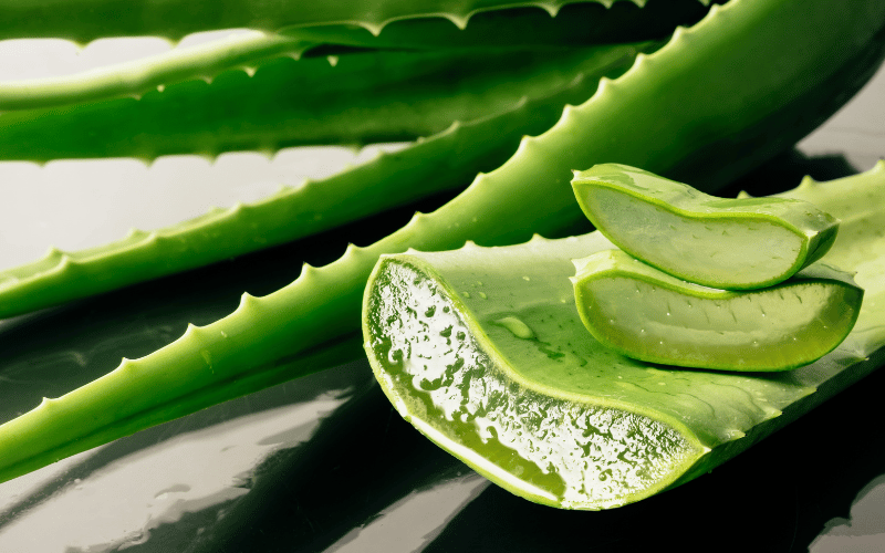 Aloe Vera