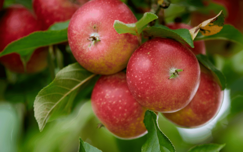 Apples An Apple A Day Keeps the Gallstones Away