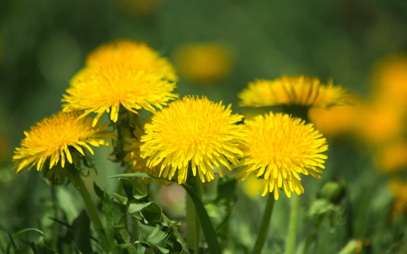 Dandelion – A Herbal Hero for Gallbladder Wellness