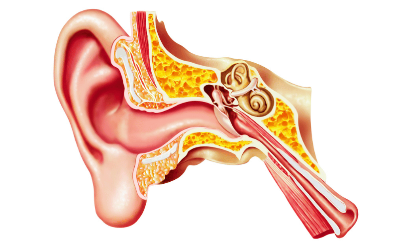 Ear Canal Obstruction