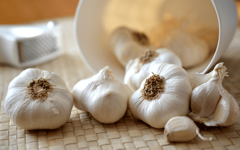 Garlic