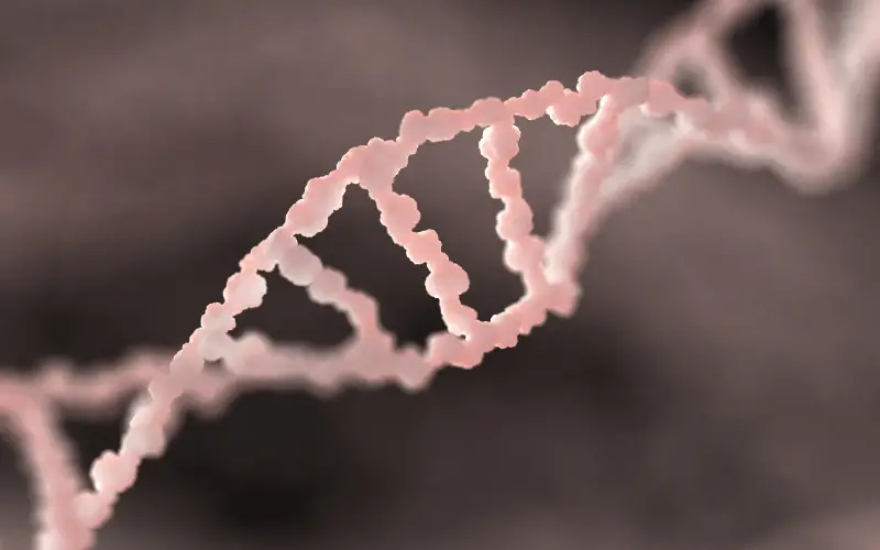 Genetics - The Blueprint of Heredity
