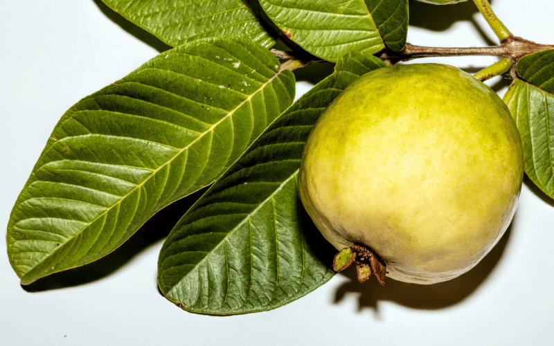 Guava Leaves